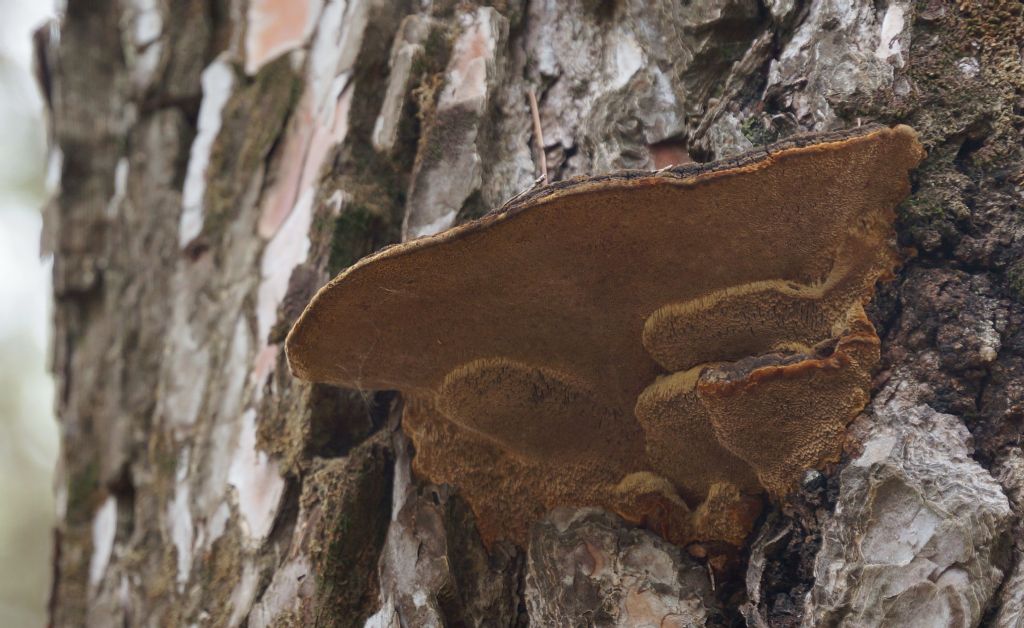 fungo legnoso da determinare